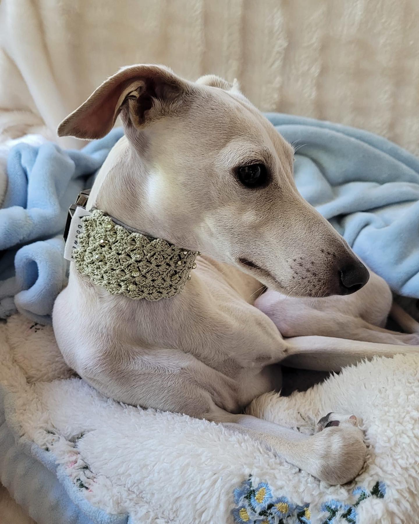 Salbei am Whippet