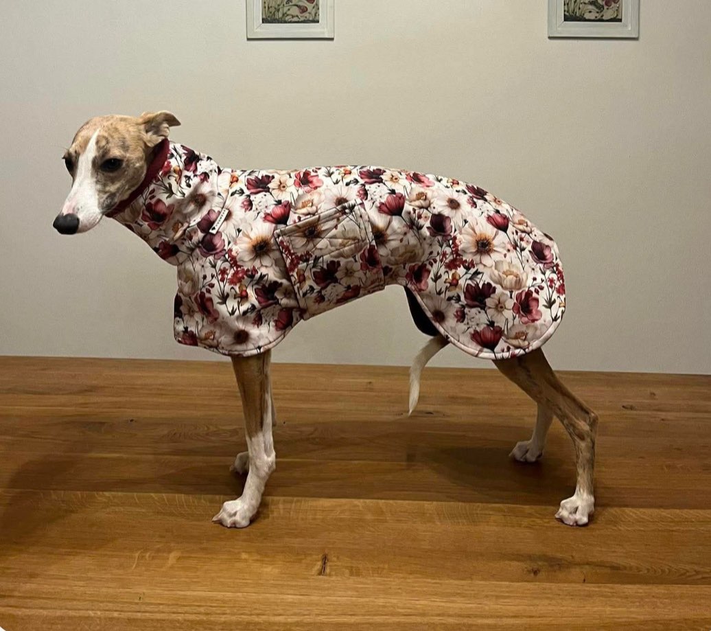 Whippet im floralen Softshell-Mantel mit Taschen-Detail